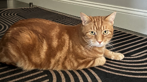 Lost Pet: Red