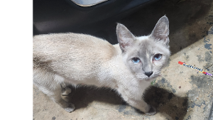 Lost Pet: Skylar Louise