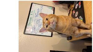 Lost Pet: Fideo