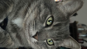 Lost Pet: Bennett