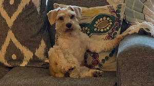 Watson