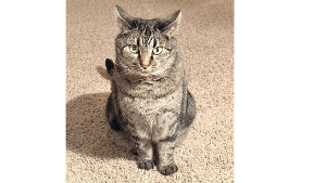 Lost Pet: Chanel