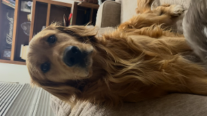 Lost Pet: Gordie