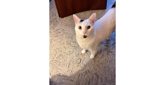 Lost Pet: Churro
