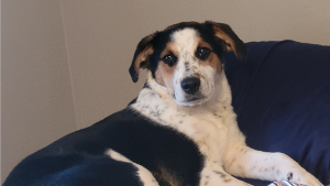 Lost Pet: Tootsie