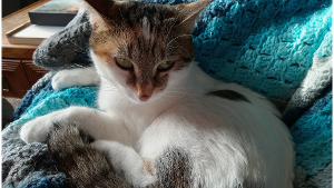 Lost Pet: Meesha