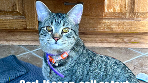 Lost Pet: CARL