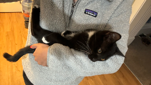 Lost Pet: Kali