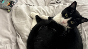 Lost Pet: Bruce Berber