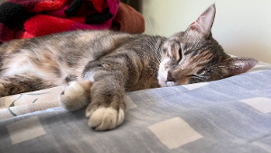 Lost Pet: Juniper