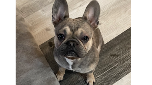 Lost Pet: Calvin foltz