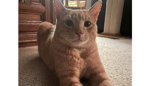 Lost Pet: Pumpkin