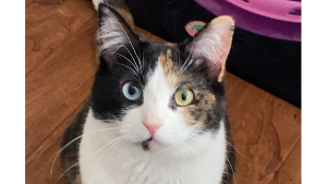 Lost Pet: Nala