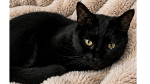 Lost Pet: Louie