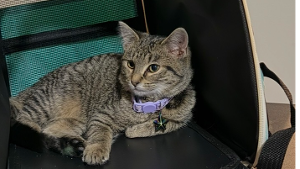 Lost Pet: Star