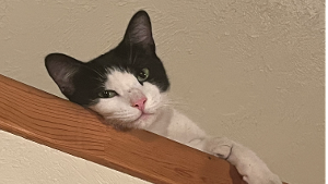 Lost Pet: Revna