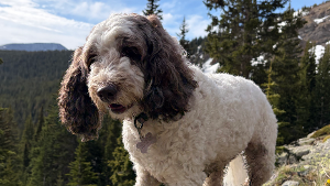 Lost Pet: Pepper (Tierra)