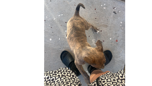 Lost Pet: Coqueta
