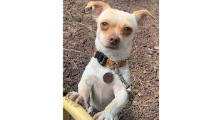 Lost Pet: Rico
