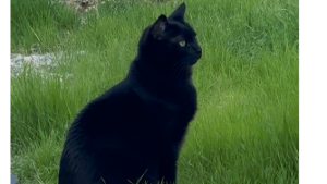 Lost Pet: QiQi