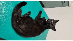 Lost Pet: Loki