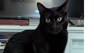 Lost Pet: D'jango