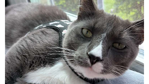 Lost Pet: Duman / Cyrus