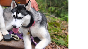 Lost Pet: Mily