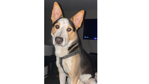 Lost Pet: Ash
