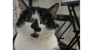 Lost Pet: Kitty