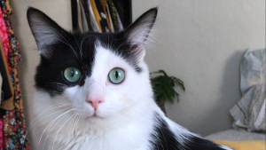 Lost Pet: Hudson