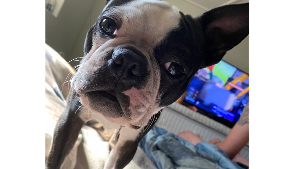 Lost Pet: Baxter
