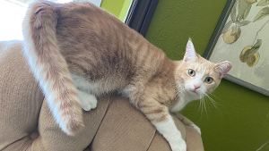 Lost Pet: Saja