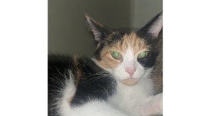 Lost Pet: Lucky
