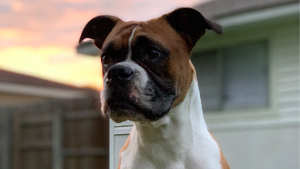 Lost Pet: Bella