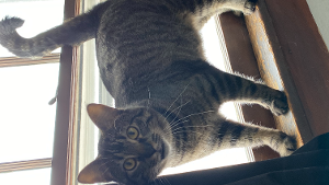 Lost Pet: Tiger