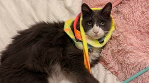 Lost Pet: Mochi