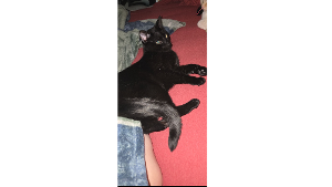 Lost Pet: Mr. Midnight