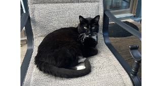 Lost Pet: Socks