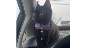 Lost Pet: Thea
