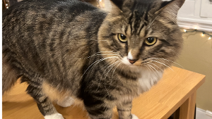 Lost Pet: Mojito
