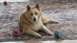 Lost Pet: Praia