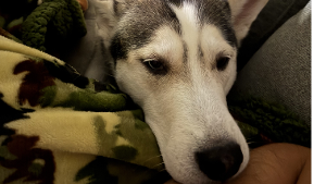 Lost Pet: Akira