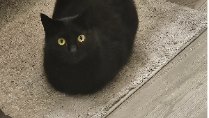 Lost Pet: marge