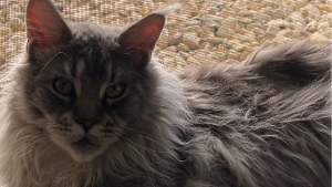 Lost Pet: Herman