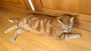 Lost Pet: Marmalade