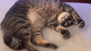 Lost Pet: Magic