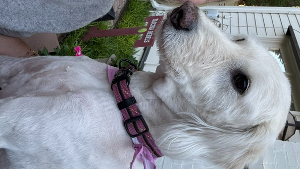 Lost Pet: Zoey