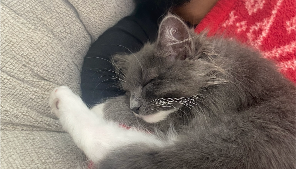 Lost Pet: Einstein Smith