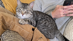 Lost Pet: Tig